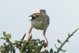 Chwastówka równikowa - Cisticola marginatus - Winding Cisticola