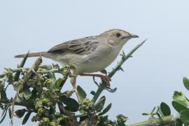 Chwastówka równikowa - Cisticola marginatus - Winding Cisticola