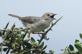 Chwastówka równikowa - Cisticola marginatus - Winding Cisticola