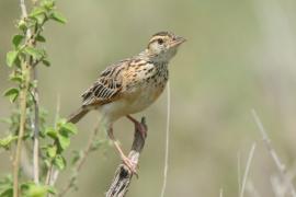 Skowroniec sawannowy - Mirafra africana - Rufous-naped Lark