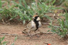 Pustynka płowa - Eremopterix leucopareia - Fischer's Sparrow Lark