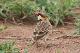 Pustynka płowa - Eremopterix leucopareia - Fischer's Sparrow Lark