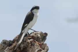 Dzierzba srokoszowata - Lanius excubitoroides - Grey-backed Fiscal