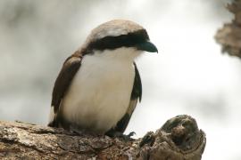 Dzierzba srokoszowata - Lanius excubitoroides - Grey-backed Fiscal