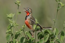 Szponnik różowogardły - Macronyx ameliae - Rosy-throated Longclaw
