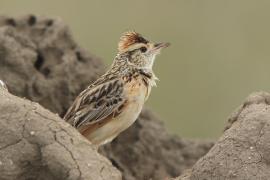 Skowroniec sawannowy - Mirafra africana - Rufous-naped Lark