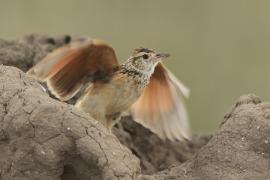 Skowroniec sawannowy - Mirafra africana - Rufous-naped Lark