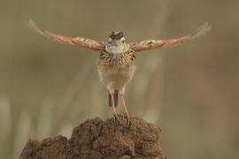 Skowroniec sawannowy - Mirafra africana - Rufous-naped Lark
