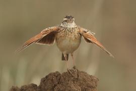 Skowroniec sawannowy - Mirafra africana - Rufous-naped Lark