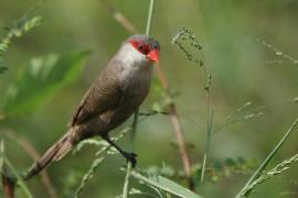 Astryld falisty - Estrilda astrild - Common Waxbill