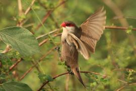 Astryld falisty - Estrilda astrild - Common Waxbill