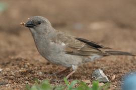 Wróbel siwogłowy - Passer griseus - Northern Grey-headed Sparrow