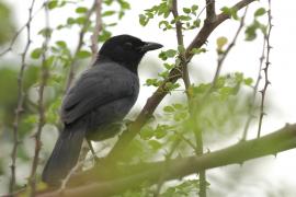 Mucharka lśniąca - Melaenornis pammelaina - Southern Black Flycatcher