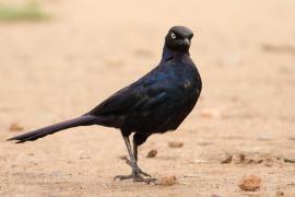 Błyszczak purpurowosterny - Lamprotornis purpuroptera - Rüppell's Glossy Starling