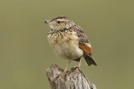 Skowroniec sawannowy - Mirafra africana - Rufous-naped Lark