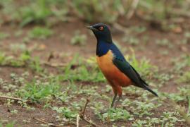 Błyszczak półobrożny - Lamprotornis hildebrandti - Hildebrandt's Starling