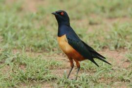 Błyszczak półobrożny - Lamprotornis hildebrandti - Hildebrandt's Starling