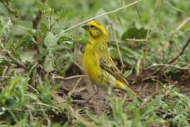 Afrokulczyk białobrzuchy - Crithagra dorsostriata - White-bellied Canary