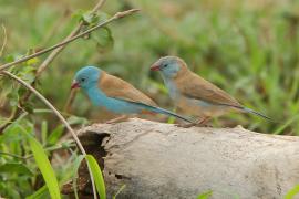 Motylik błękitnogłowy - Uraeginthus cyanocephalus - Blue-capped Cordon-bleu