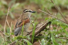 Czagra brązowołbista - Tchagra australis - Brown-crowned Tchagra