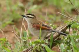 Czagra brązowołbista - Tchagra australis - Brown-crowned Tchagra