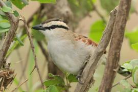 Czagra brązowołbista - Tchagra australis - Brown-crowned Tchagra