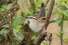 Czagra brązowołbista - Tchagra australis - Brown-crowned Tchagra