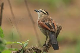 Czagra brązowołbista - Tchagra australis - Brown-crowned Tchagra