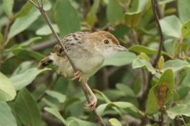 Chwastówka rechocząca - Cisticola chiniana - Rattling Cisticola