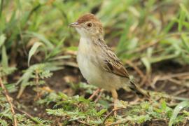 Chwastówka rechocząca - Cisticola chiniana - Rattling Cisticola