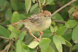 Chwastówka rechocząca - Cisticola chiniana - Rattling Cisticola