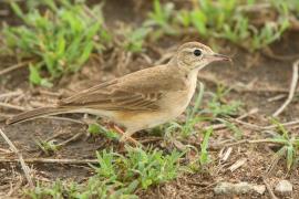 Świergotek gładki - Anthus leucophrys - Plain-backed Pipit