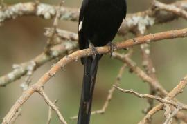 Dzierzba srokata - Lanius melanoleucus - Magpie Shrike