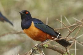 Błyszczak półobrożny - Lamprotornis hildebrandti - Hildebrandt's Starling