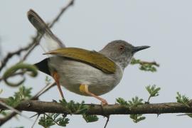 Beczak szarogrzbiety - Camaroptera brevicaudata - Grey-backed Camaroptera