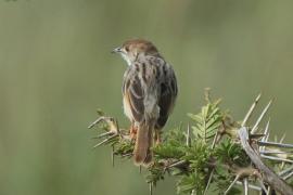 Chwastówka bladogłowa - Cisticola brunnescens - Pectoral-patch Cisticola
