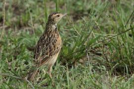 Świergotek cynamonowy - Anthus cinnamomeus - African Pipit