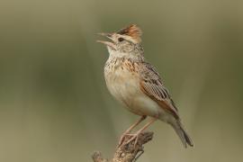 Skowroniec sawannowy - Mirafra africana - Rufous-naped Lark