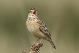 Skowroniec sawannowy - Mirafra africana - Rufous-naped Lark