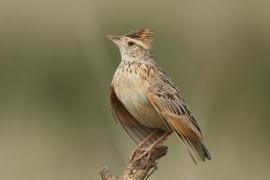 Skowroniec sawannowy - Mirafra africana - Rufous-naped Lark