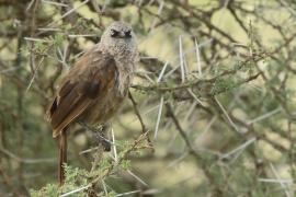 Tymal maskowy - Turdoides sharpei - Black-lored Babbler