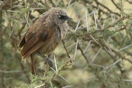 Tymal maskowy - Turdoides sharpei - Black-lored Babbler