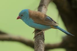Motylik błękitnogłowy - Uraeginthus cyanocephalus - Blue-capped Cordon-bleu