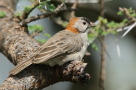 Łuskogłowik rdzawoszyi - Sporopipes frontalis - Speckle-fronted Weaver