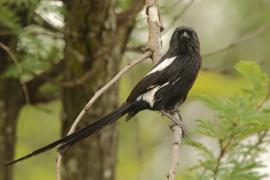 Dzierzba srokata - Lanius melanoleucus - Magpie Shrike