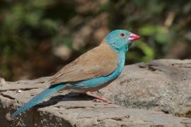 Motylik błękitnogłowy - Uraeginthus cyanocephalus - Blue-capped Cordon-bleu