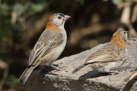 Łuskogłowik rdzawoszyi - Sporopipes frontalis - Speckle-fronted Weaver