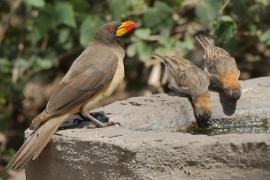 Bąkojad żółtodzioby - Buphagus africanus - Yellow-billed Oxpecker