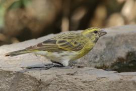 Afrokulczyk białobrzuchy - Crithagra dorsostriata - White-bellied Canary