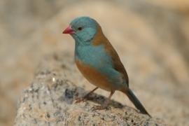 Motylik błękitnogłowy - Uraeginthus cyanocephalus - Blue-capped Cordon-bleu